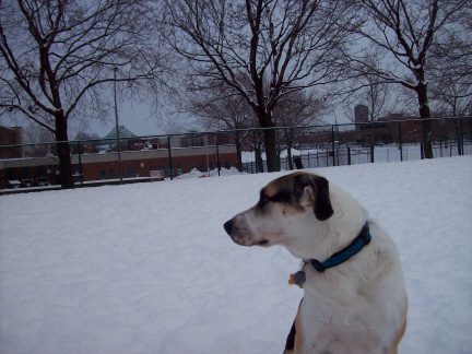 chien