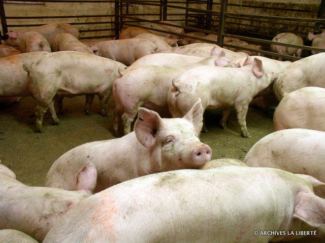 Dans une étable, la diarrhée épidémique porcine peut faucher tous les porcelets âgés de trois à cinq semaines.