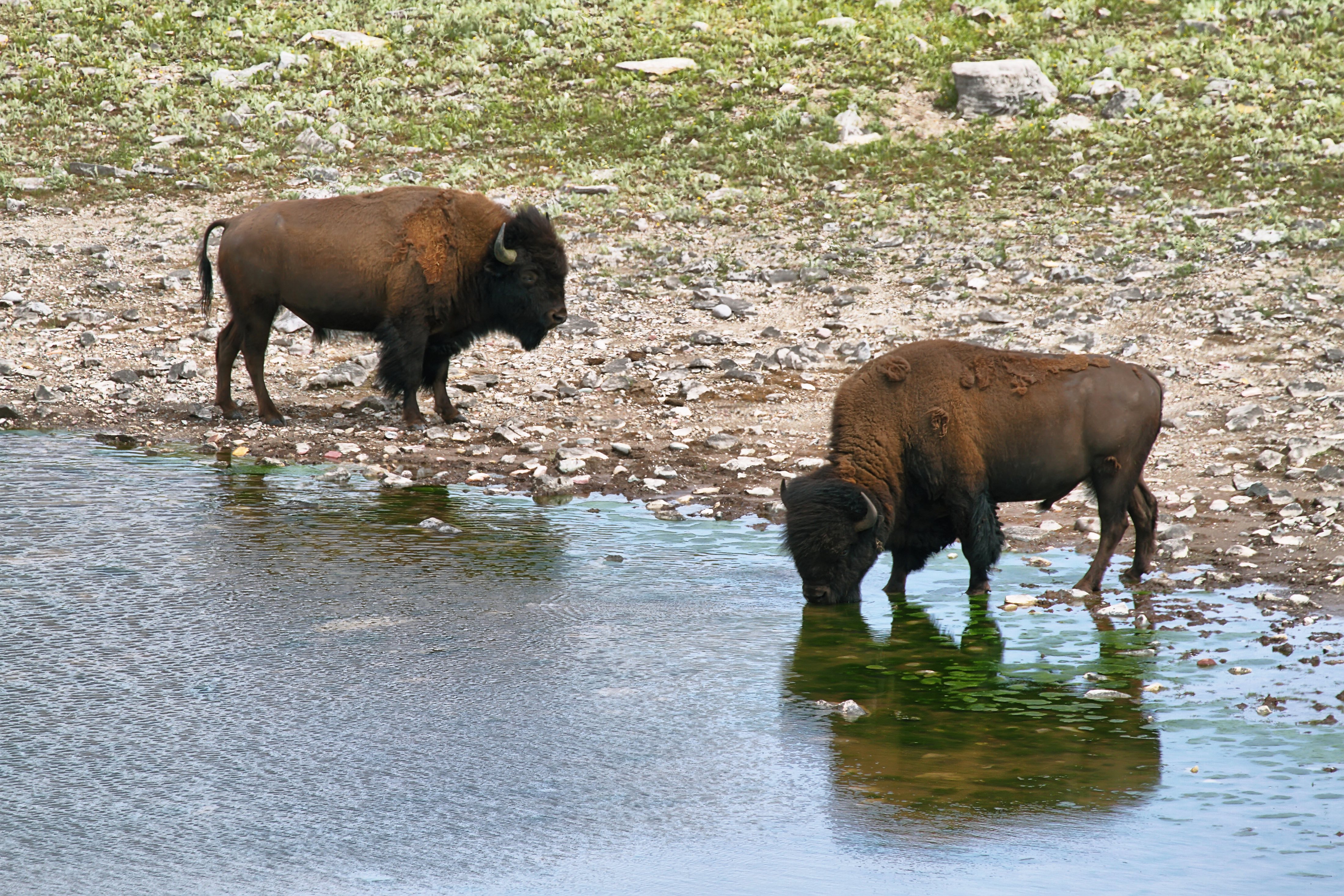 Bison