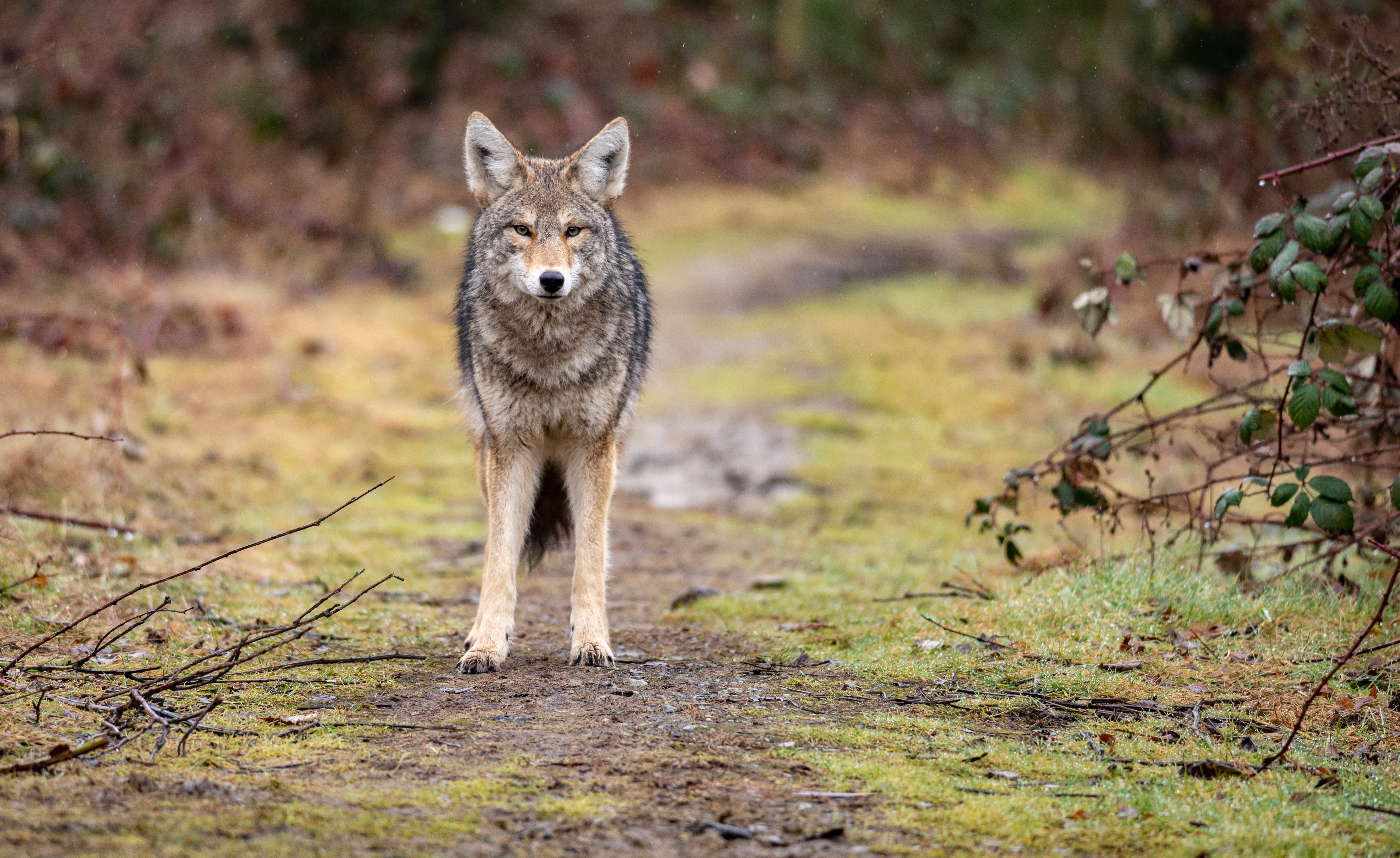 Coyote