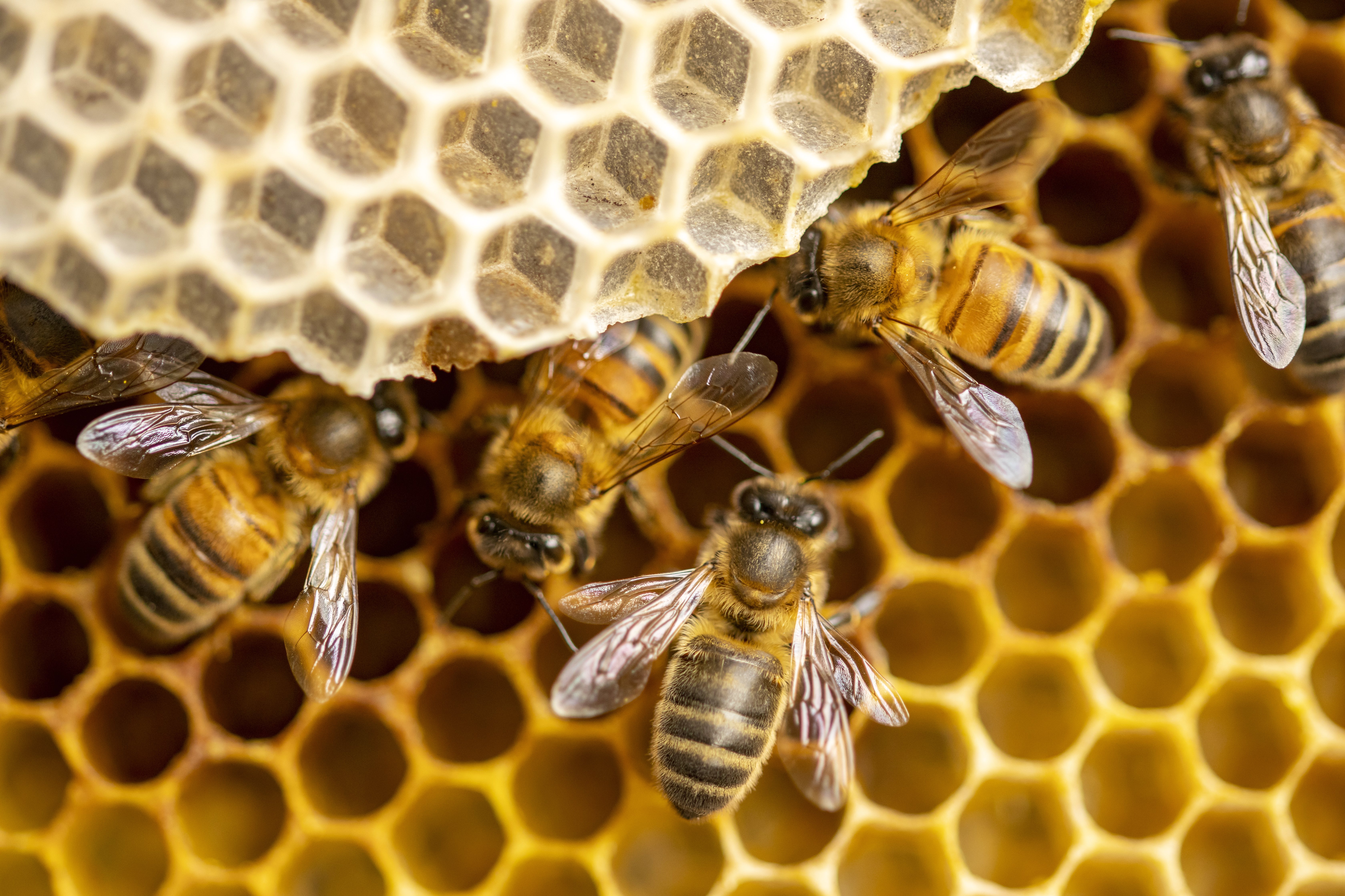abeilles