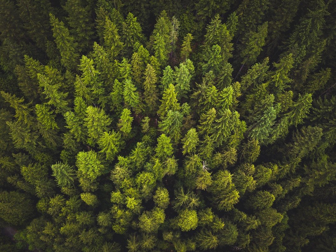 2 milliards d’arbres