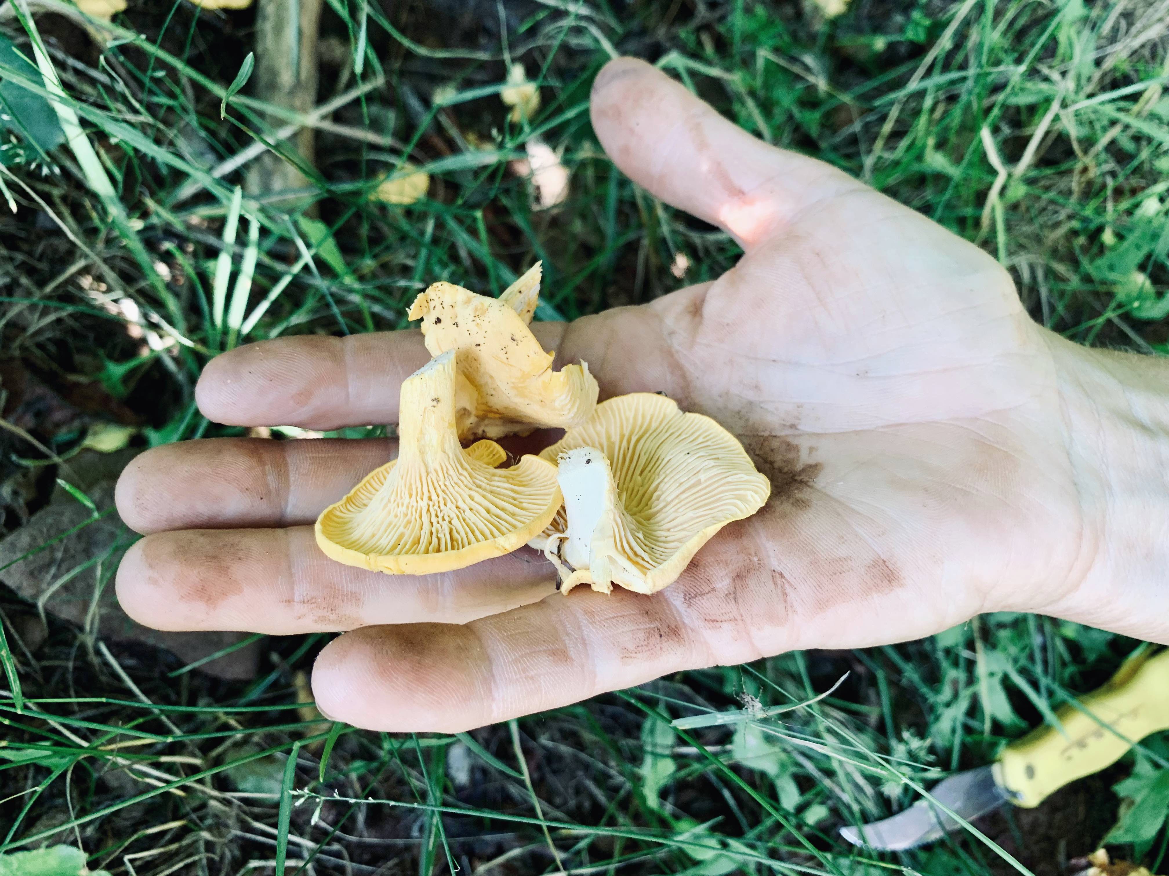 chanterelles
