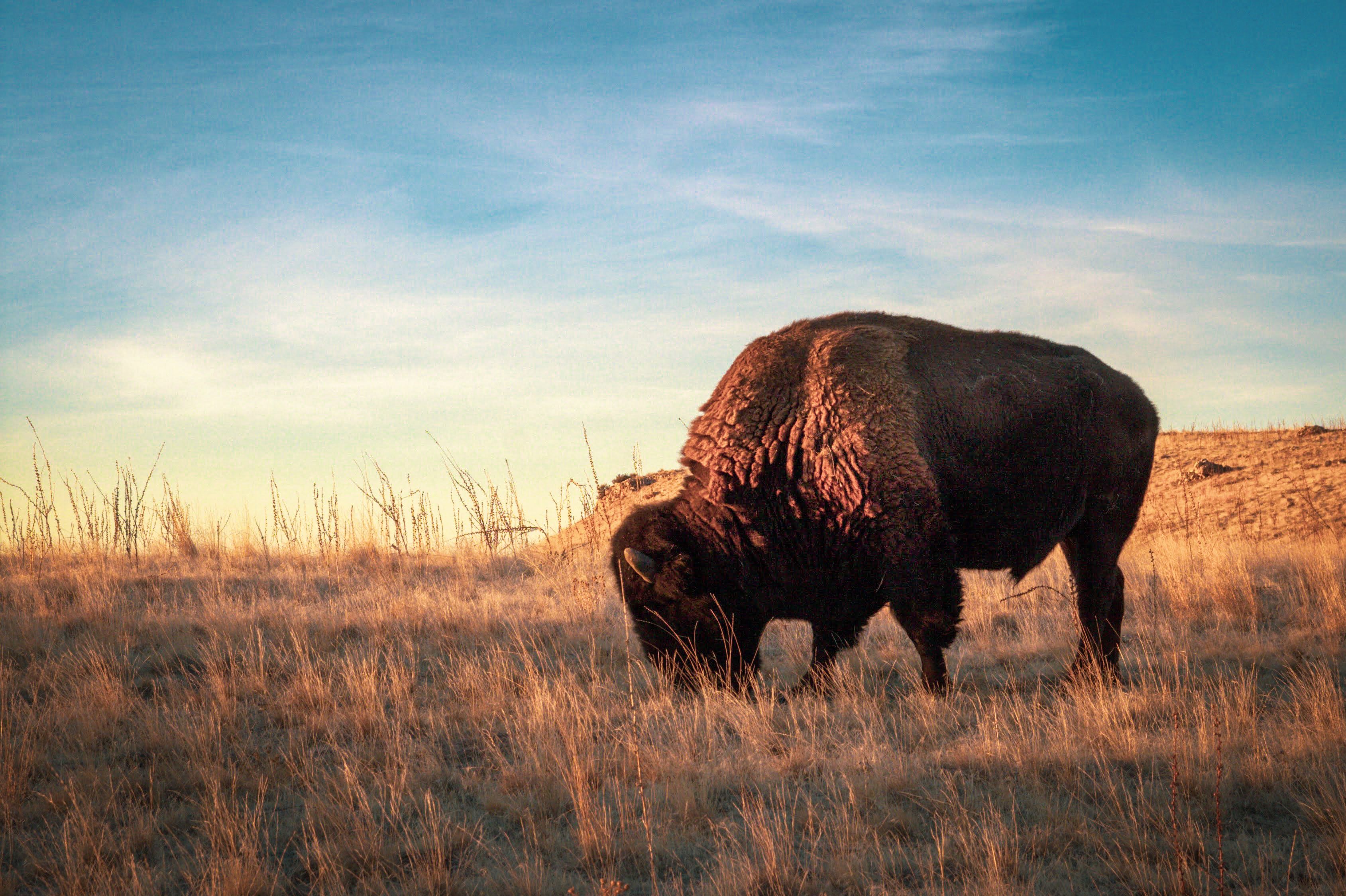 Bisons