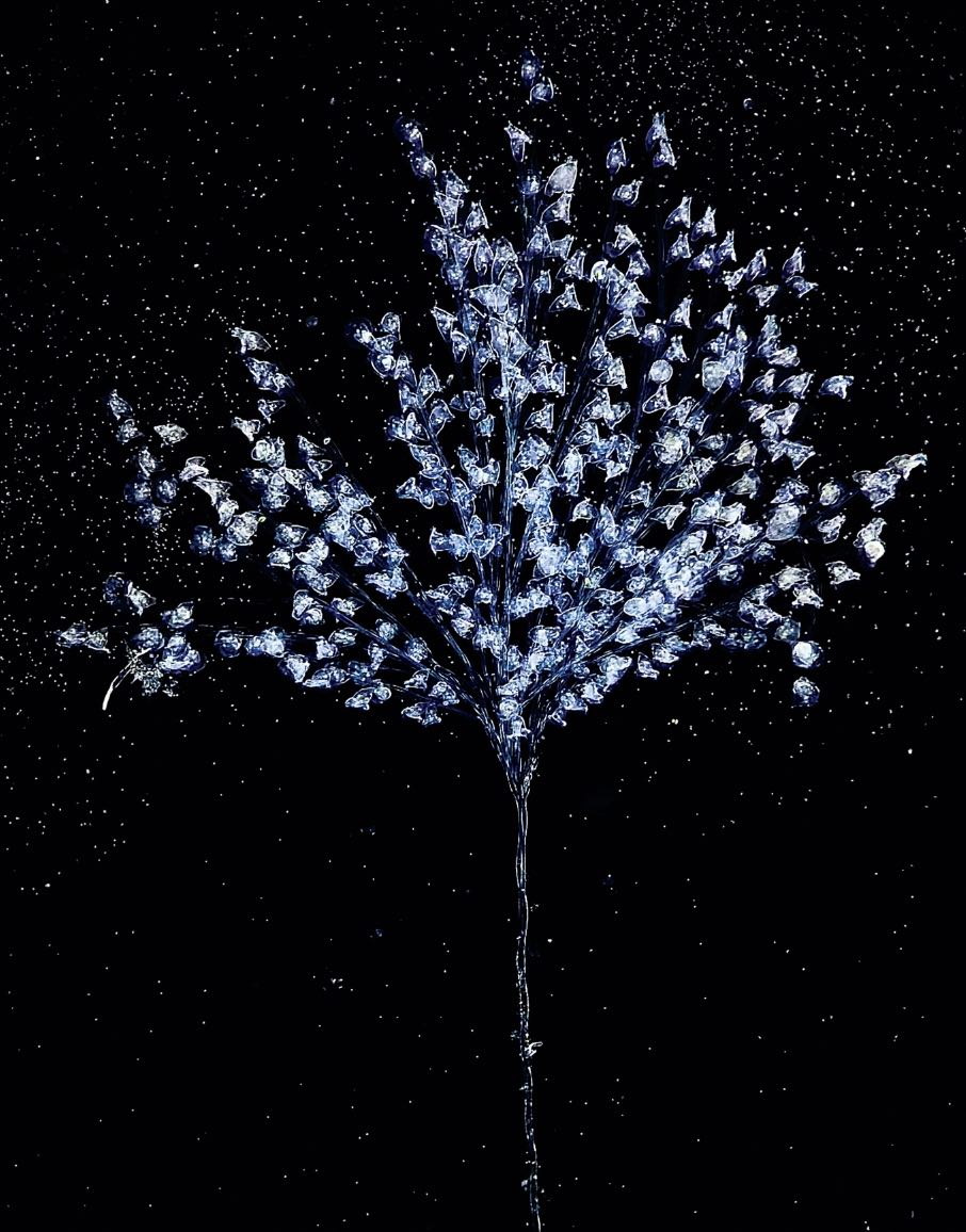 carchesium