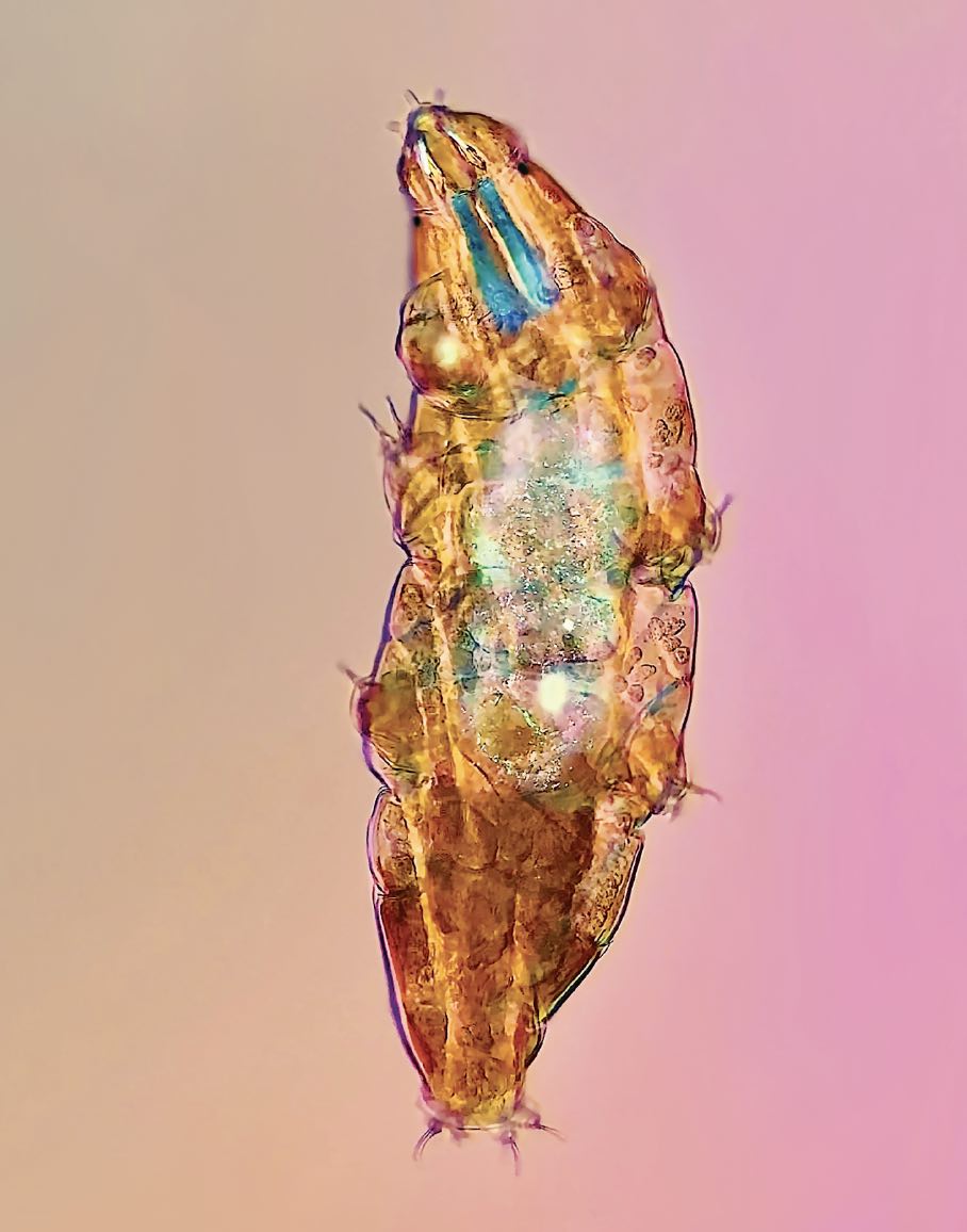 tardigrade