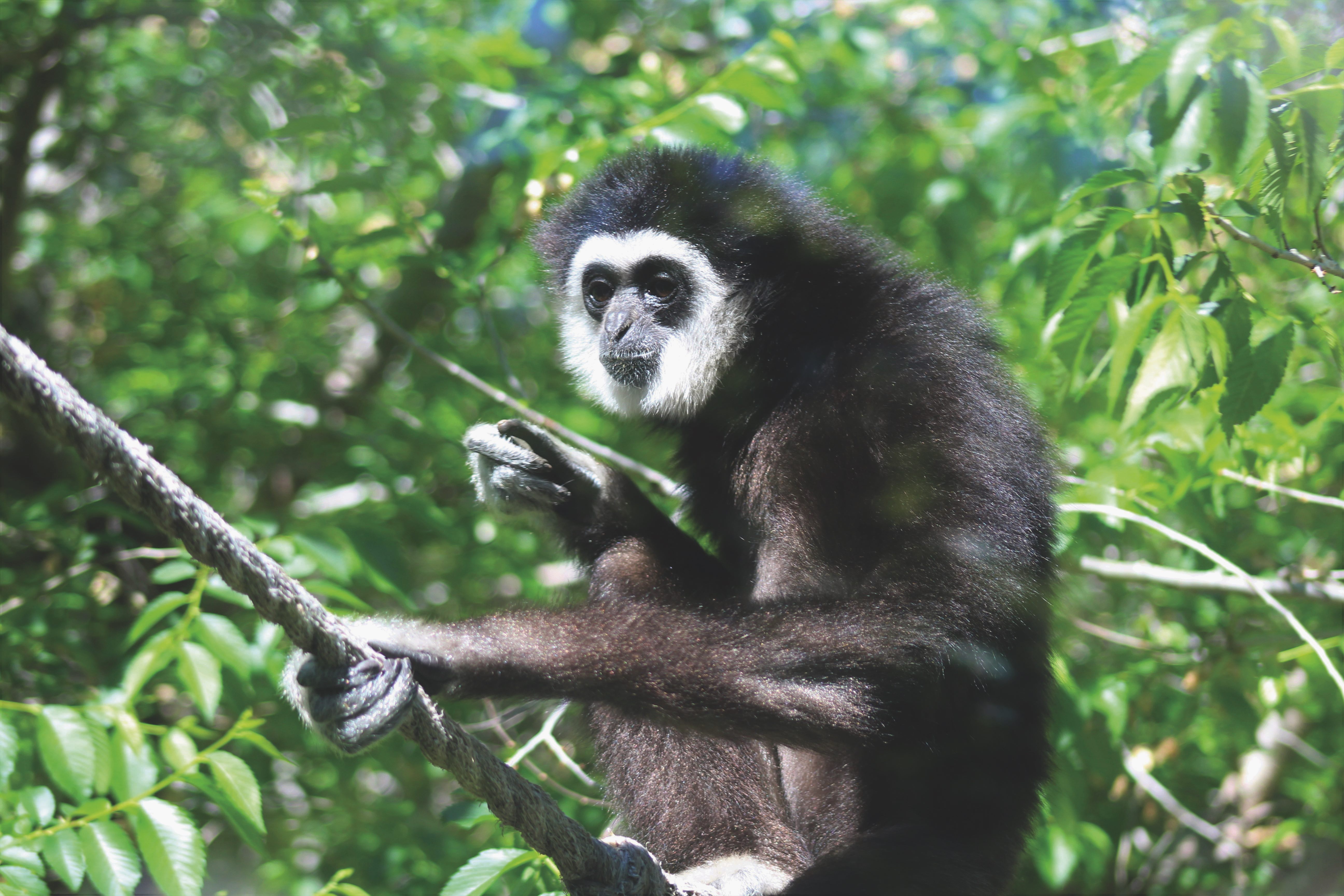 Un des gibbons du Zoo Assiniboine.