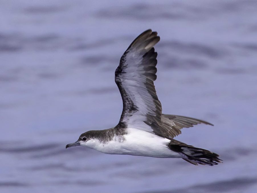OISEAUX PUFFIN.