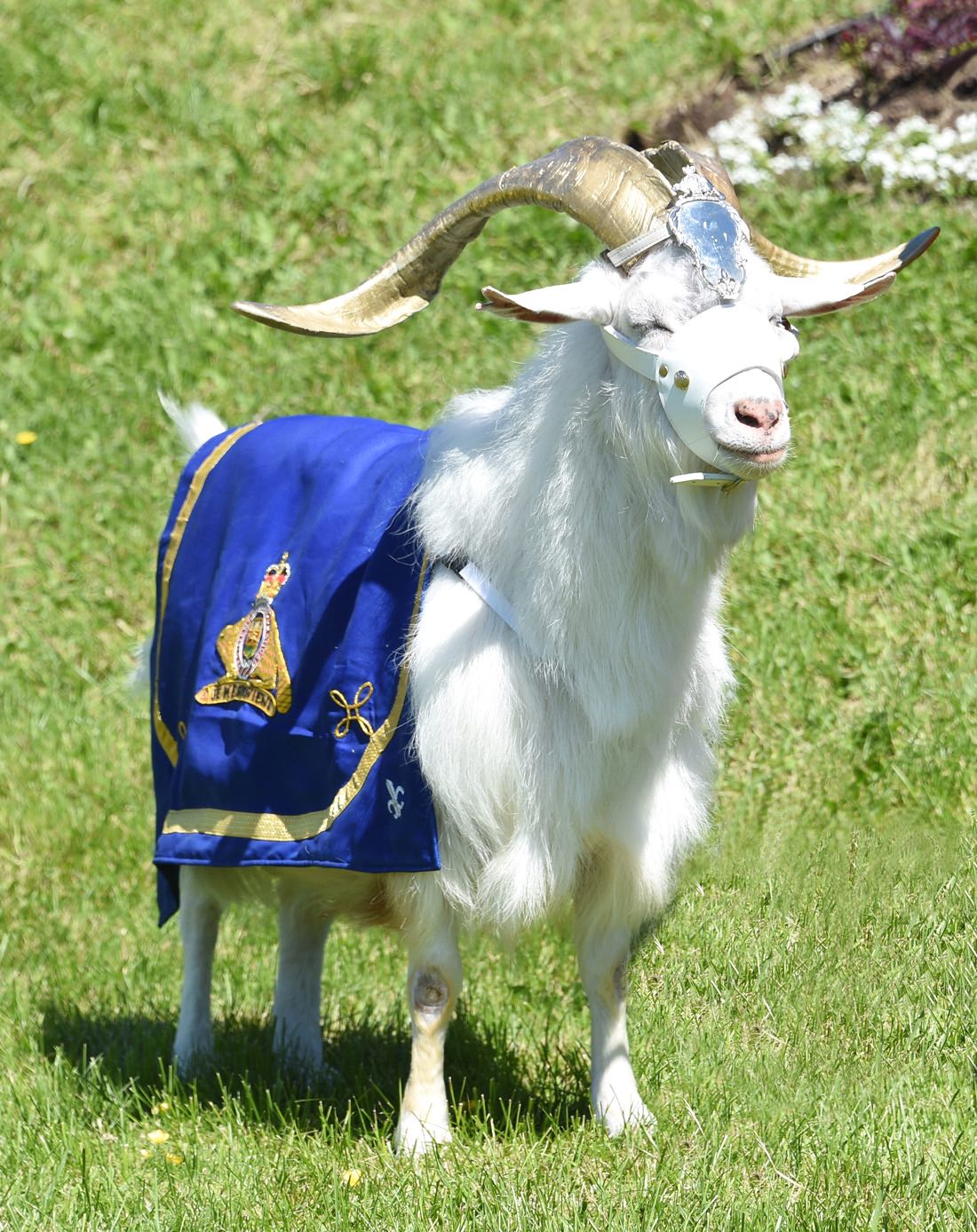 Chèvre