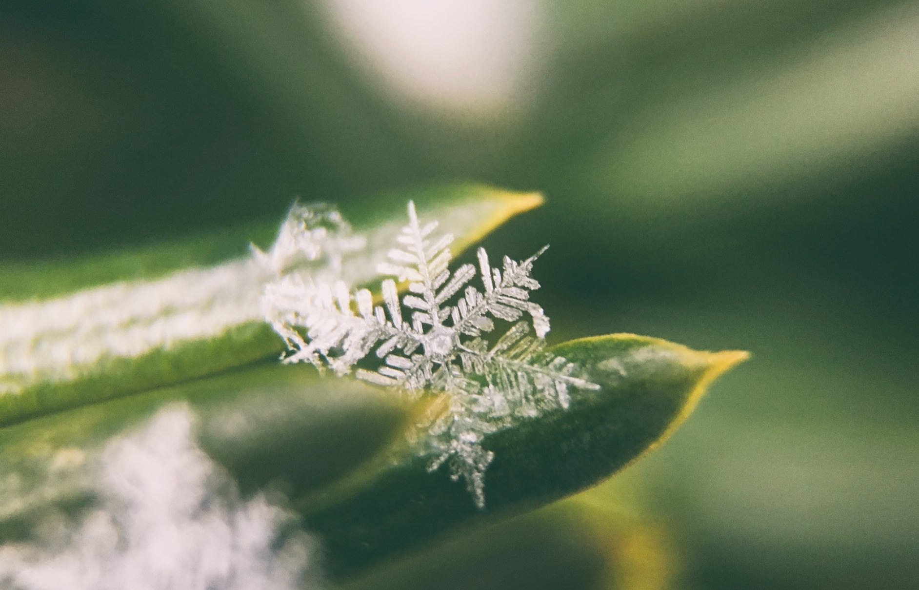 La neige est essentielle à la survie de nombreuses espèces animales et végétales durant l’hiver.