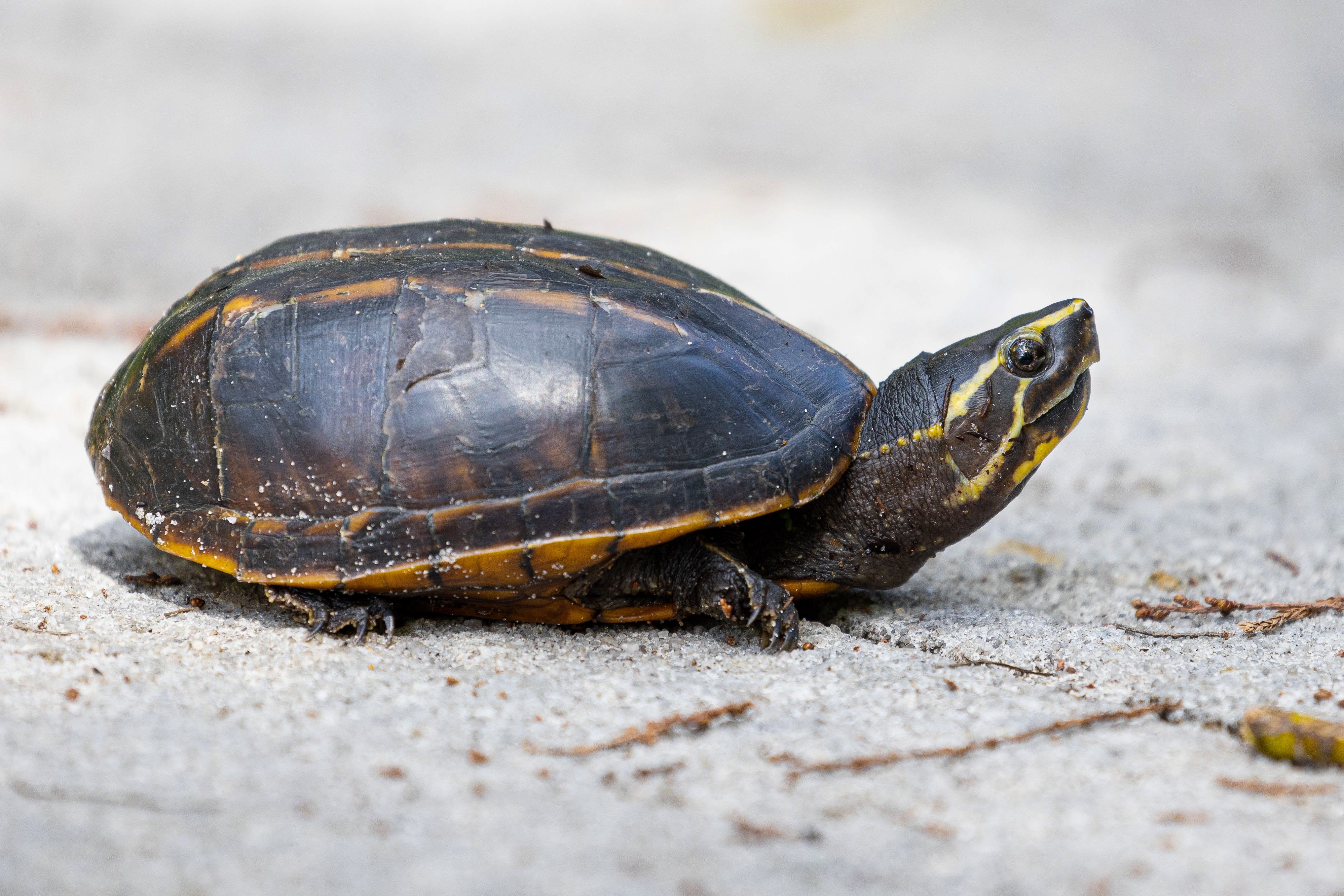 tortue musquée
