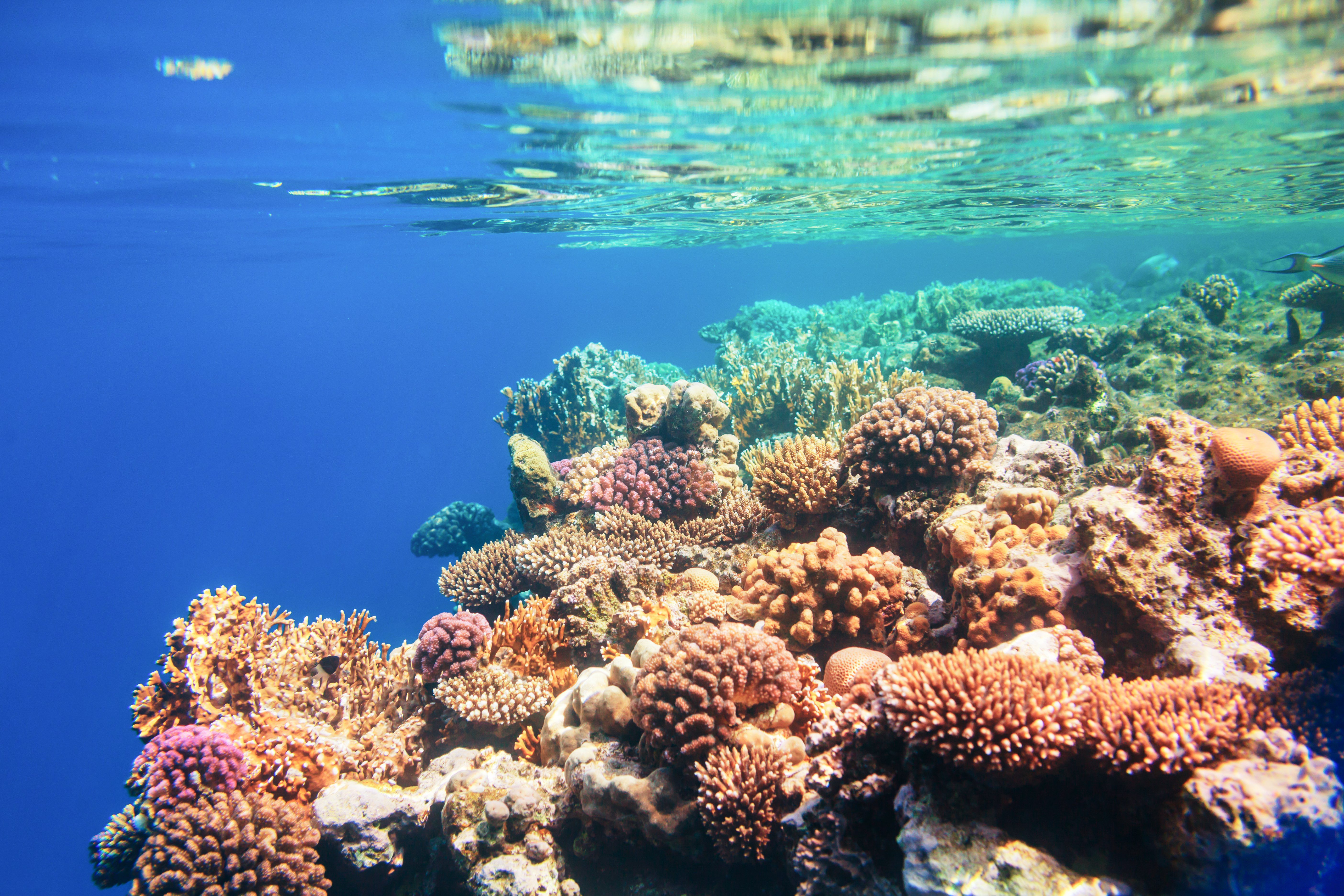 corail