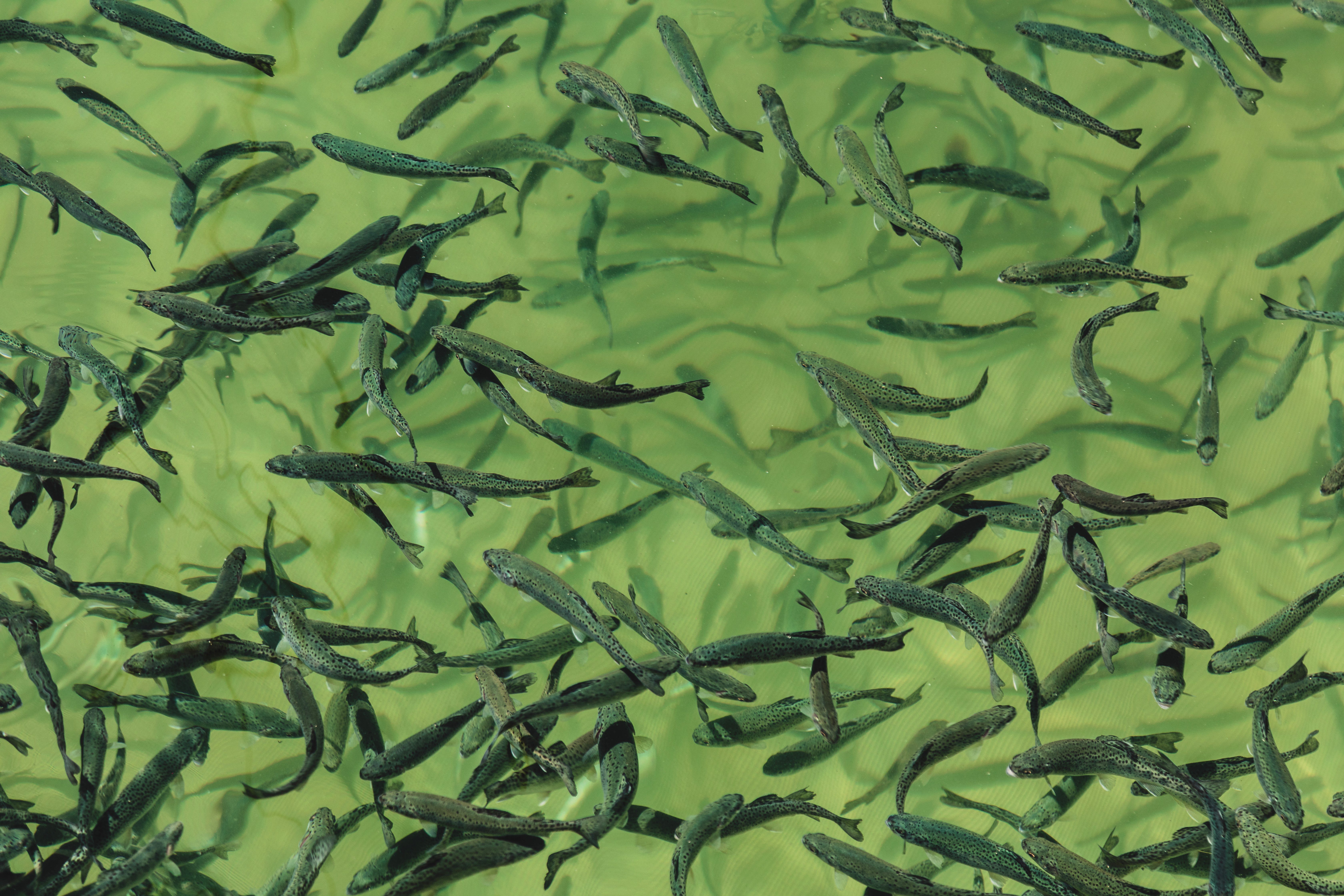 poissons