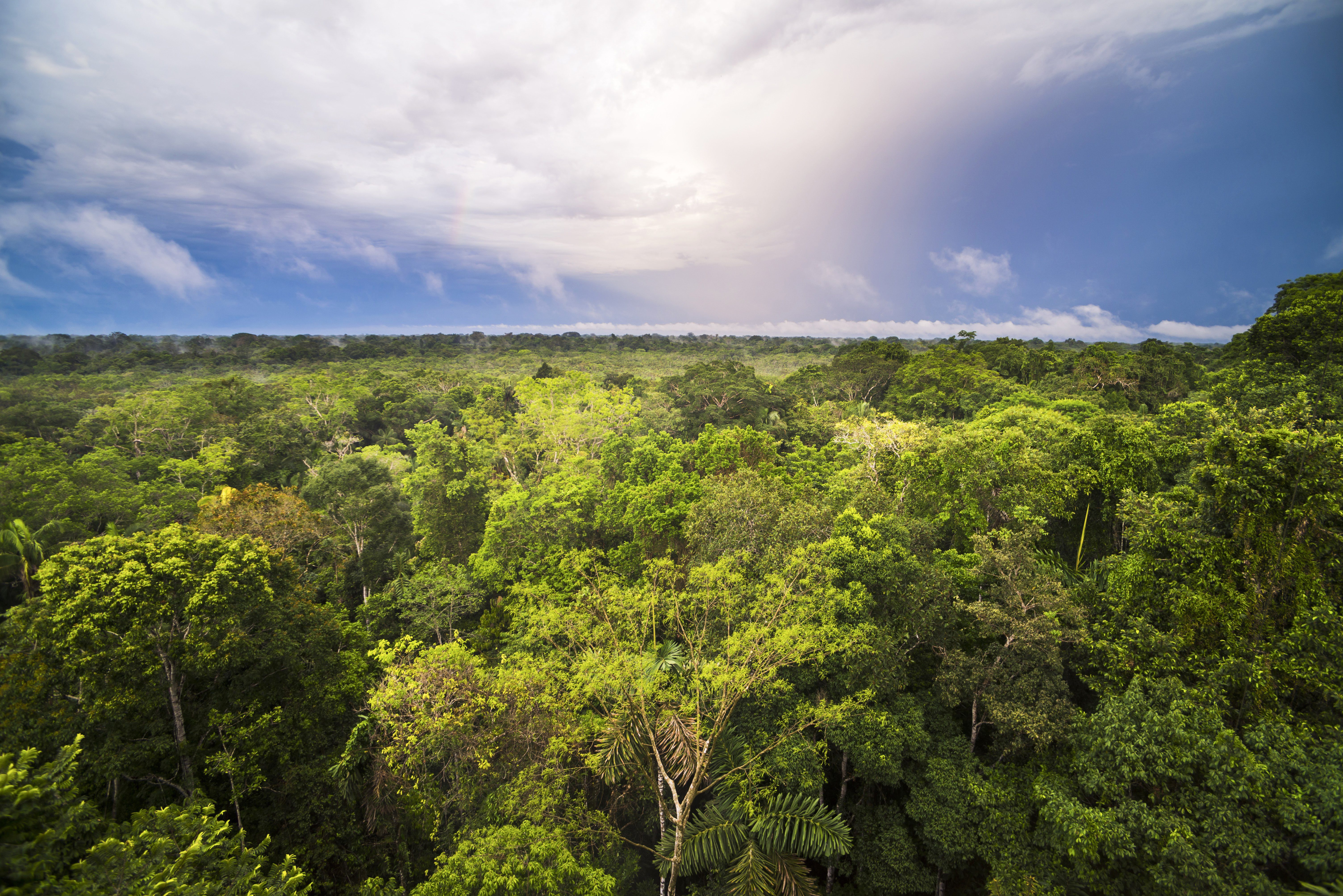 Forêt amazonienne.