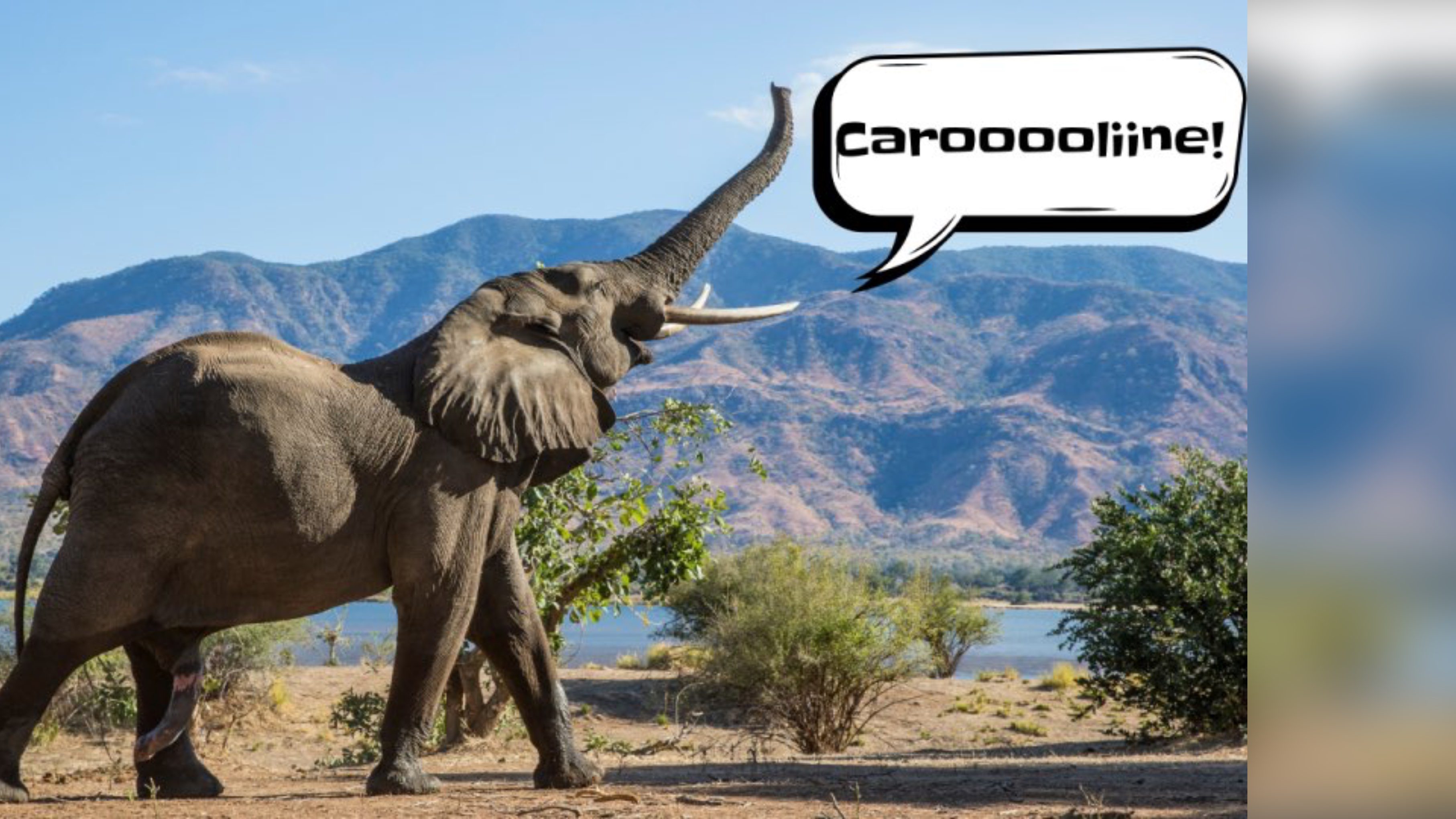 Éléphants