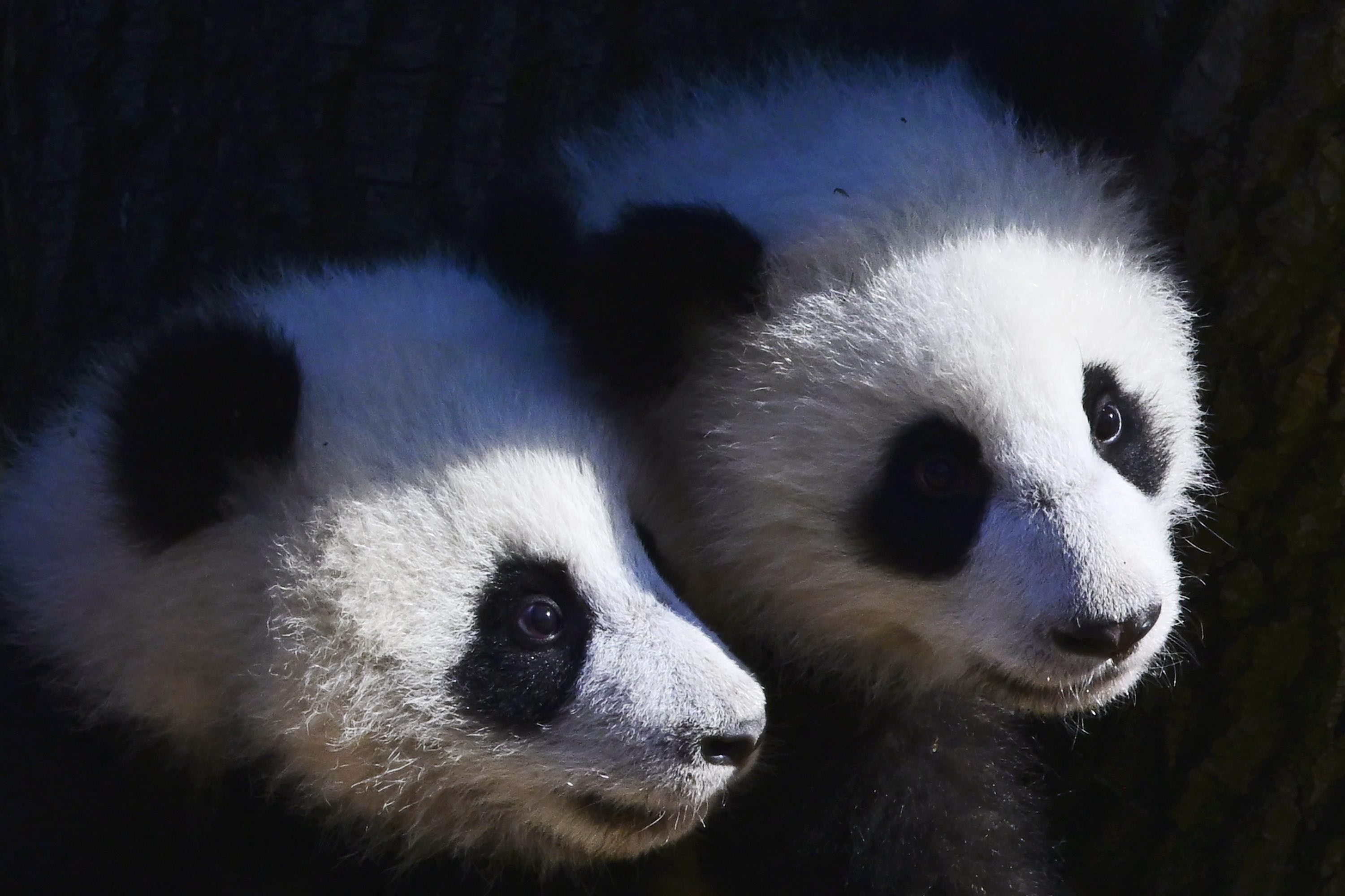 pandas