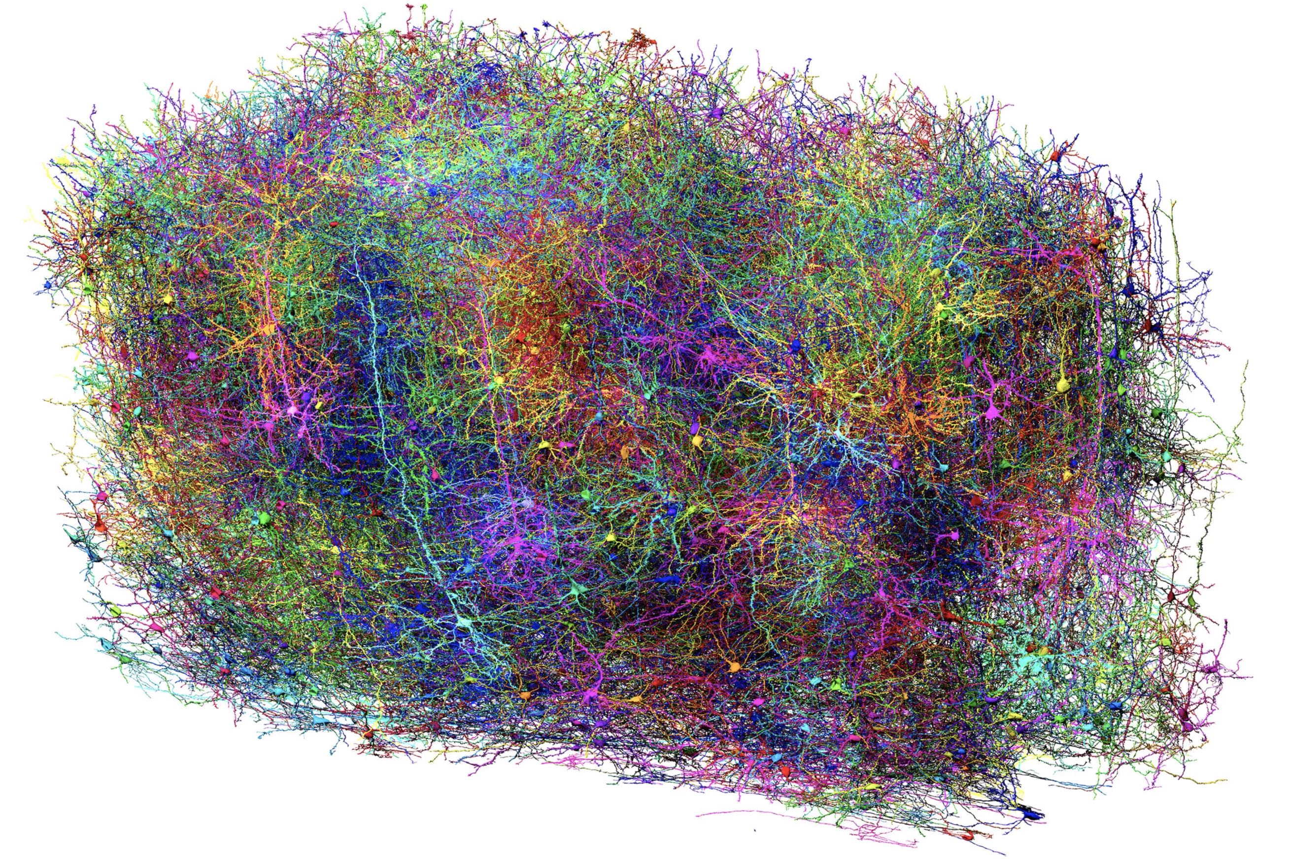 (photo : ALLEN INSTITUTE)