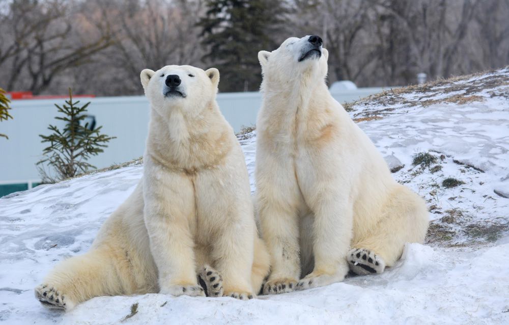 Les ours polaires du parc Assiniboine.