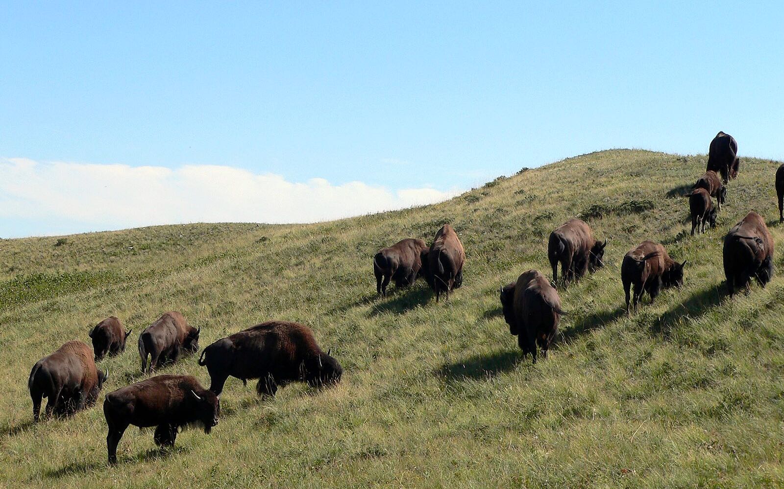 Bison des prairies.