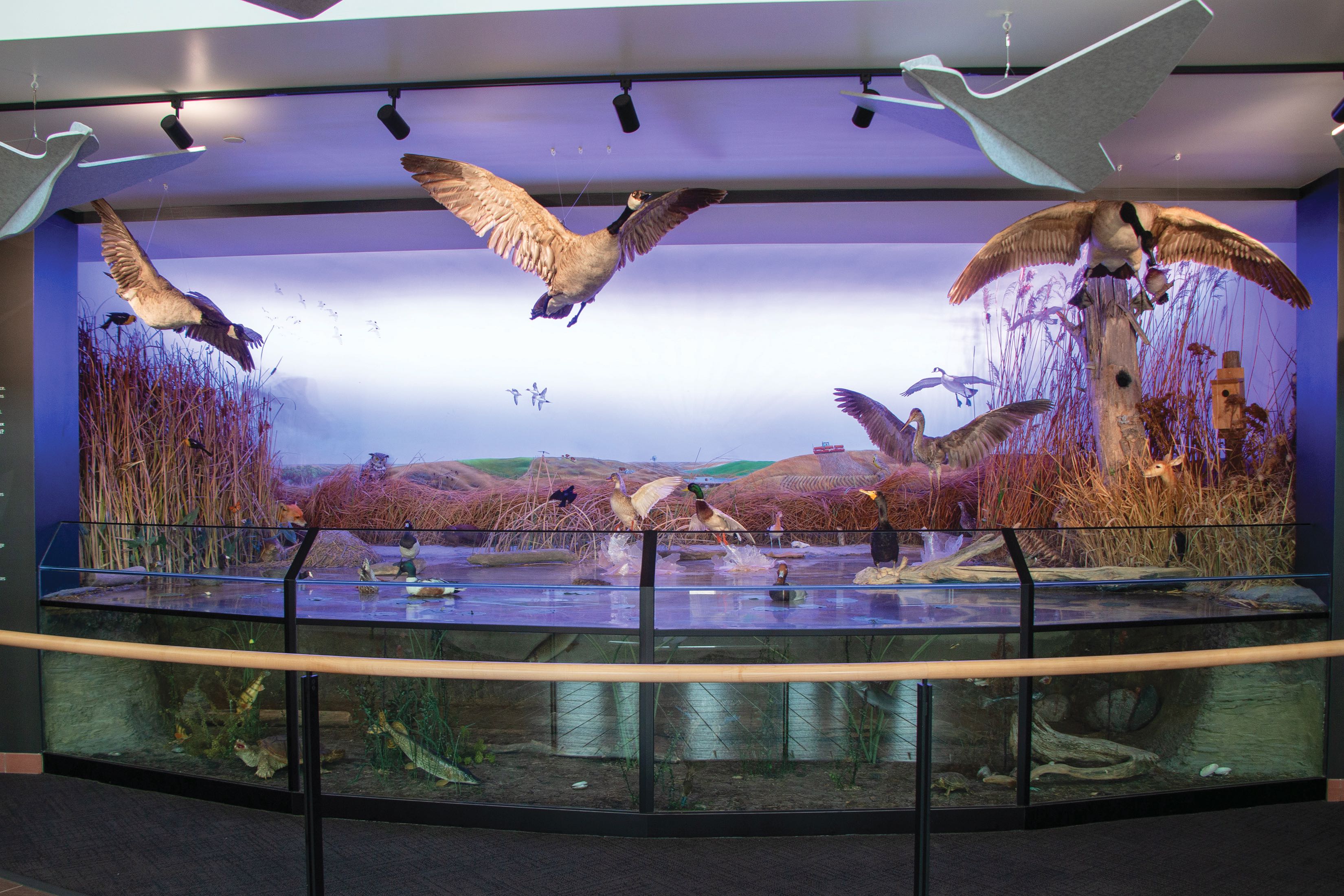 Le diorama du Centre de découverte fait peau neuve.