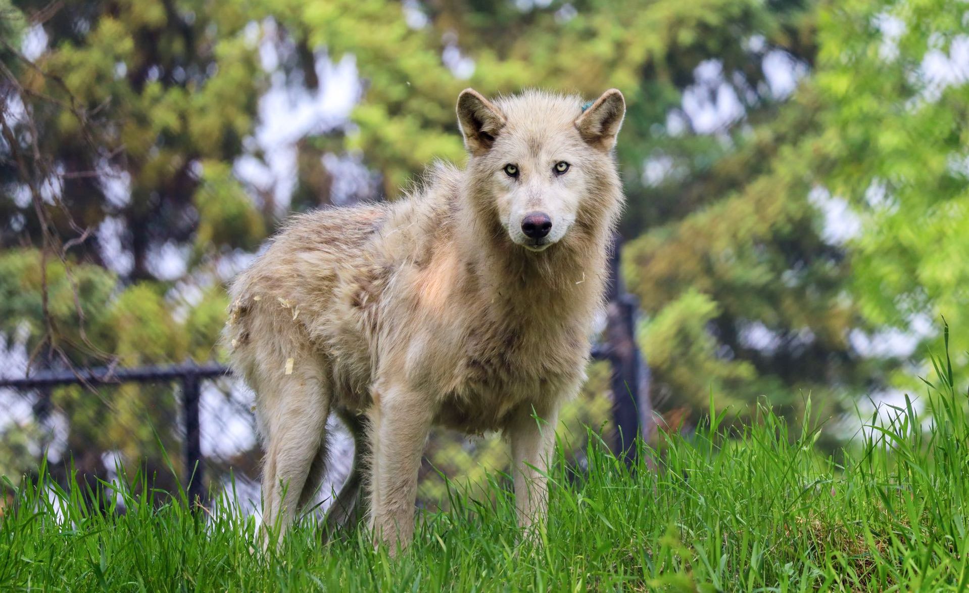 Comet, un loup gris mâle de trois ans arrivé au zoo le 5 juin, qui semble être le chef de la meute.