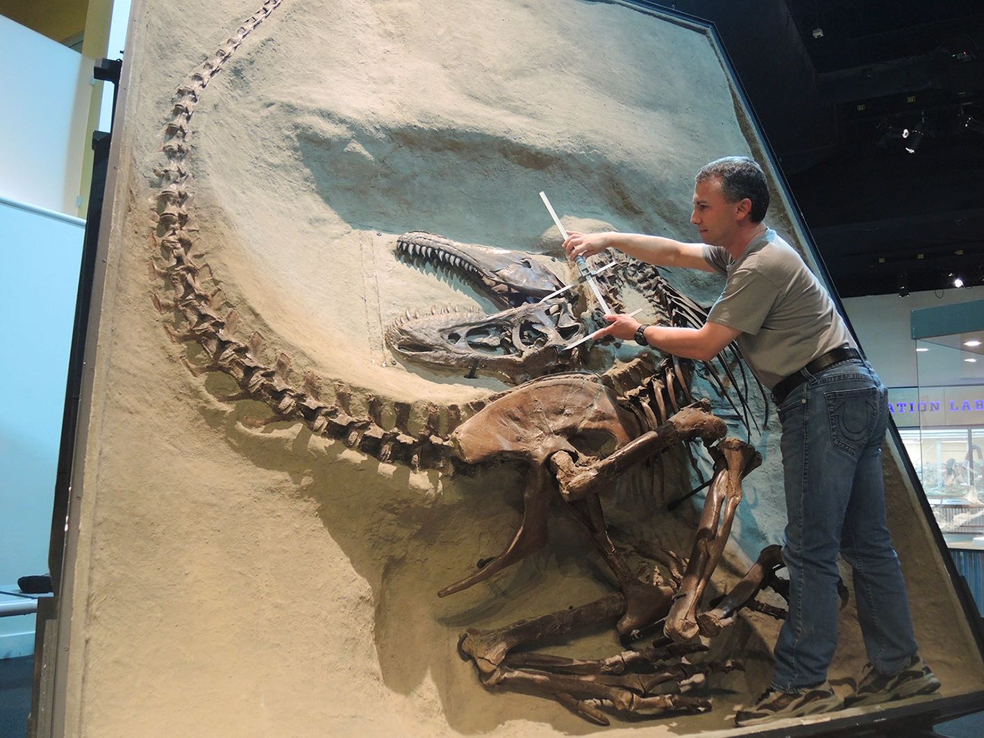 François prend des mesures sur le Gorgosaurus. C’est le squelette de tyrannosaure le mieux préservé au monde.