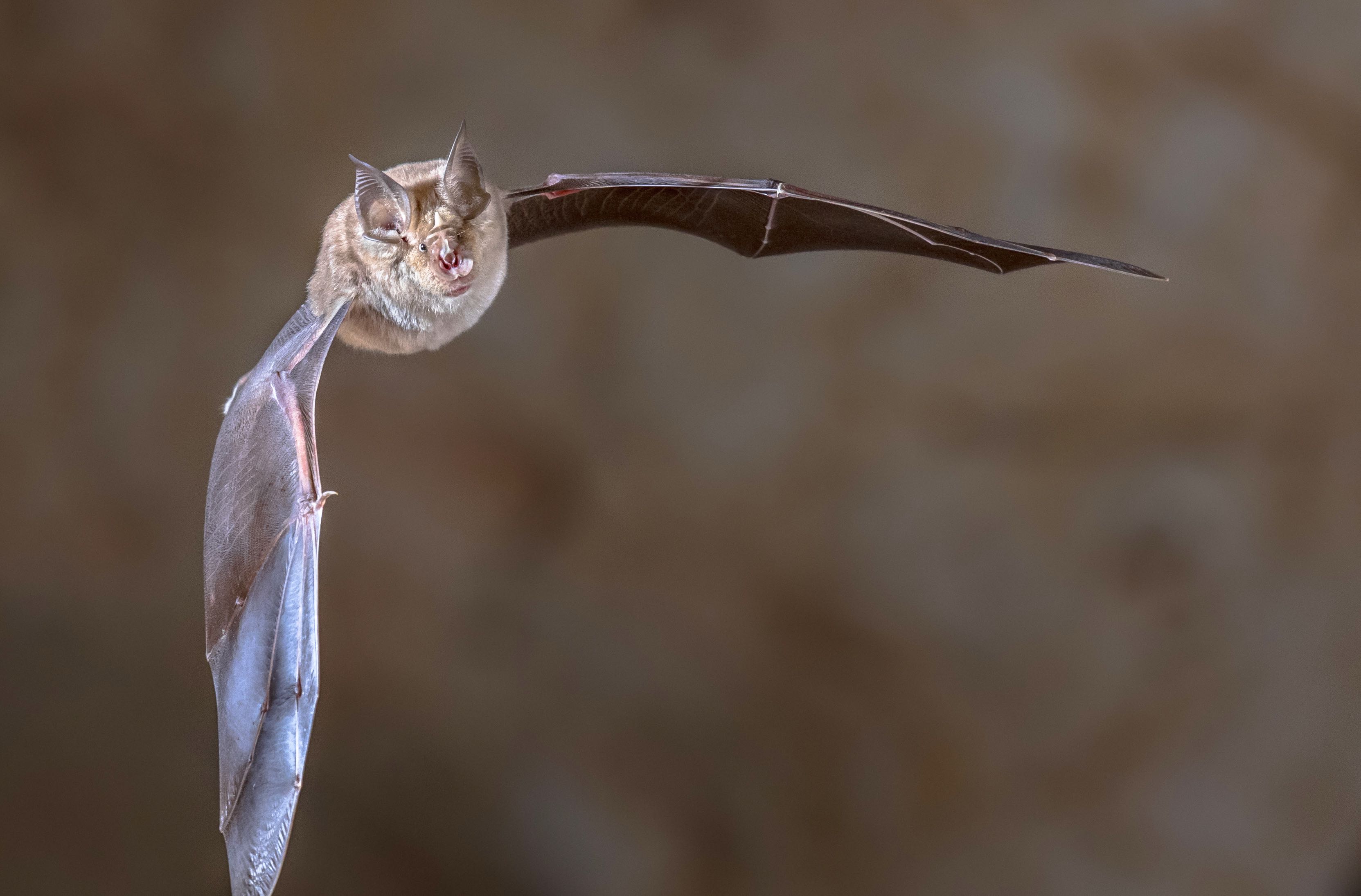 chauves-souris