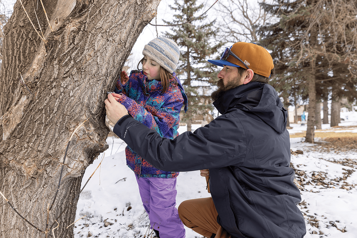 Daniel DeGagné et sa fille Madeleine DeGagné, font une entaille sur un érablier.