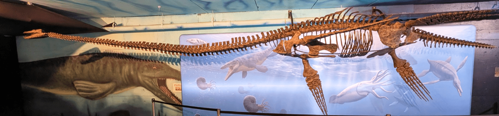 Le Styxosaurus au Canadian Fossil Discovery Centre. 