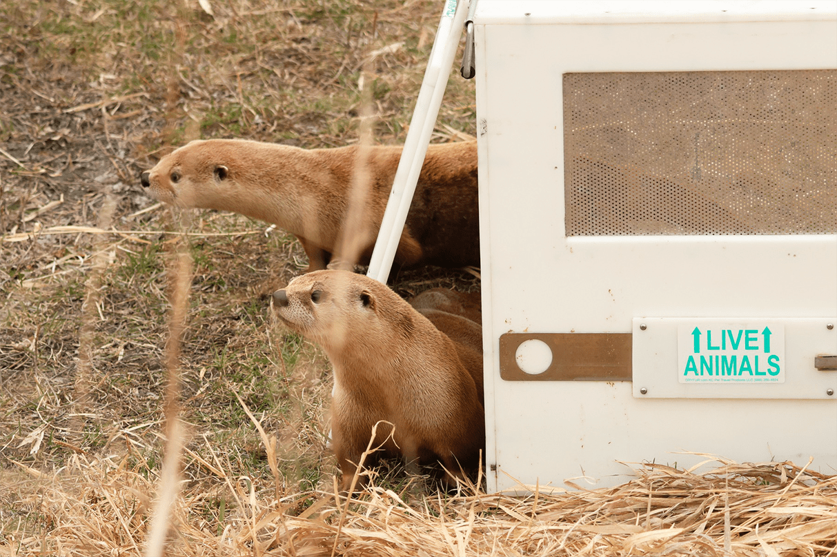 Le Wildlife Haven Rehabilitation Centre a récemment apporté des soins à deux loutres qui ont pu être relâchées.