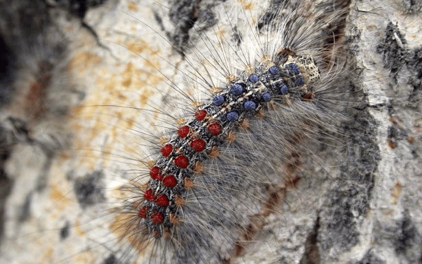 Photo d’une chenille de spongieuse volante en Mongolie. 
