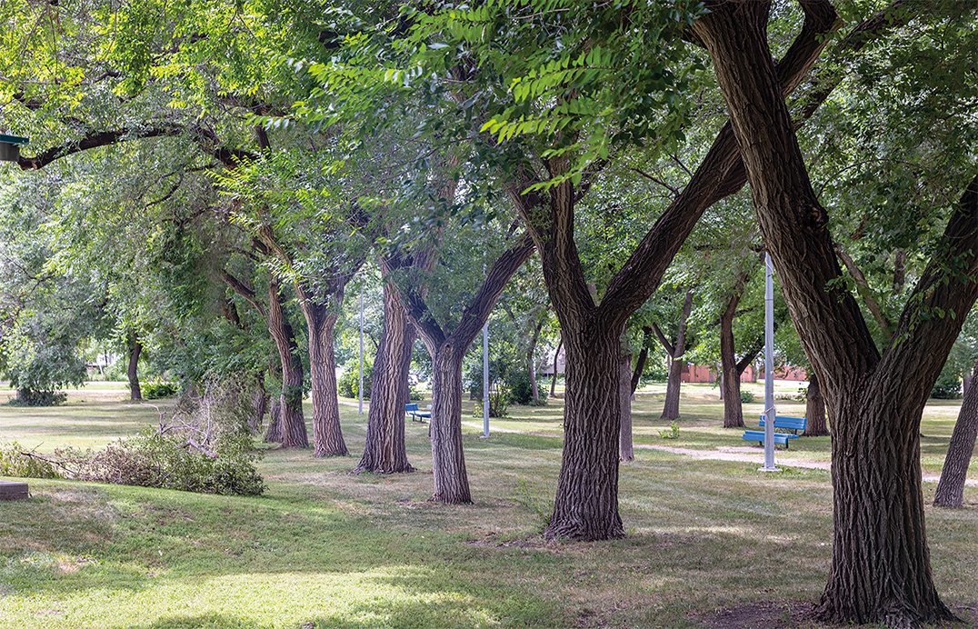 Les arbres manitobains peuvent notamment souffrir de l'agrile du frêne. Il s'agit d'un insecte destructeur qui tue les frênes en creusant des galeries sous l’écorce.