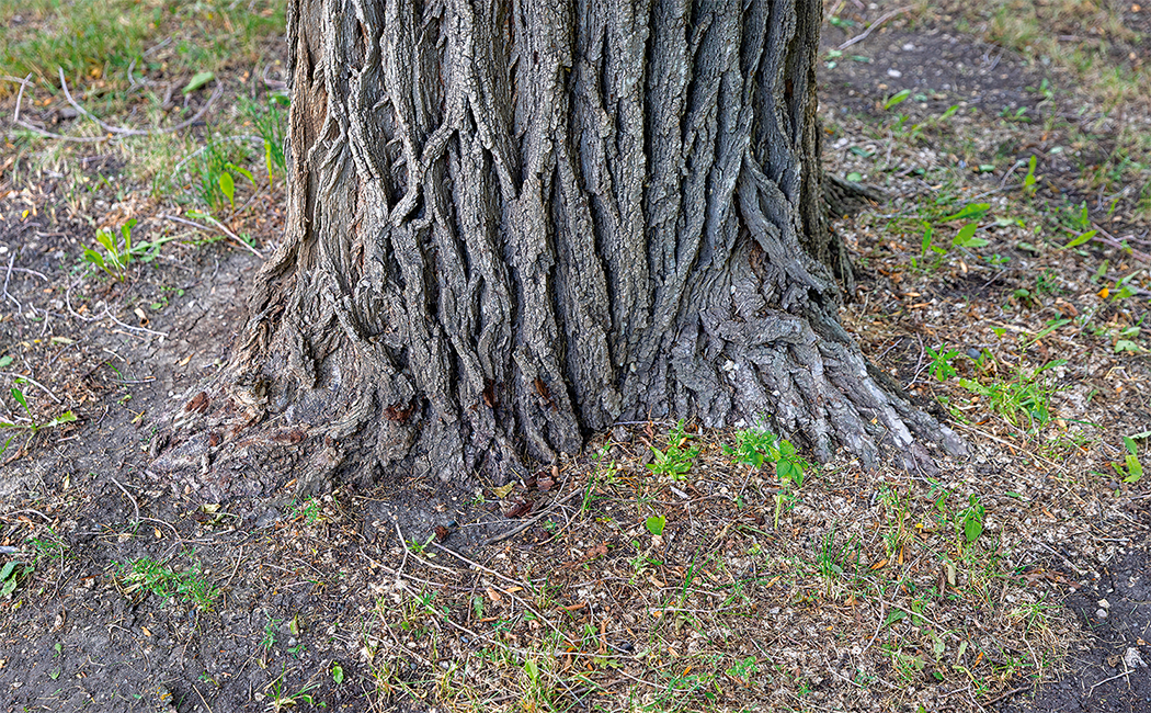 À la base de l'arbre, le collet, est l'une des zones à inspecter.