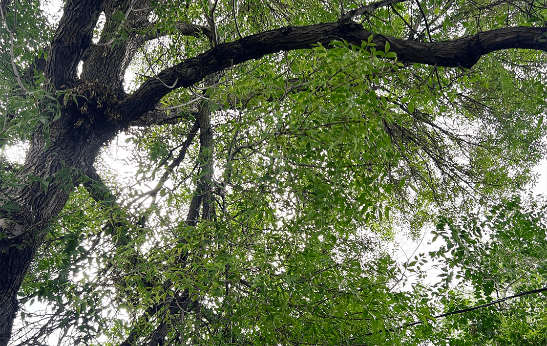 Ce dimanche 6 septembre au soir, la tempête qui a balayé River Heights a arraché des branches et endommagé des lignes électriques, provoquant notamment des pannes de courant dans le quartier. Manitoba Hydro rappelle aux propriétaires qu’ils sont responsables de l’entretien et de l’élagage des arbres situés sur leur propriété à proximité des lignes électriques, tout en recommandant de faire appel à des professionnels lorsque les branches sont trop près des fils.